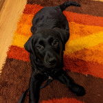 Un Goldador allongé sur un tapis et qui est tenu en laisse