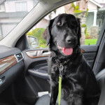 Un Goldador assis sur le siège d'une voiture et qui est tenu en laisse