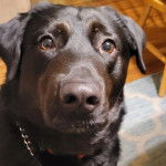 Un Goldador sur un plancher et portant un collier autour du cou