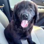 Un Goldador assis sur le siège d'une voiture et tirant la langue 