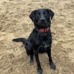 Un Goldador assis sur une surface sableuse et portant un collier autour du cou