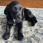 Un chiot Goldador allongé sur un tapis et semblant détendu 