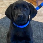 Un Goldador assis sur une surface bétonnée et qui est tenu en laisse 