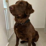 Un Goldador sur un sol carrelé et portant un collier autour du cou