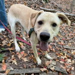 Un Goldador tirant la langue et qui est tenu en laisse