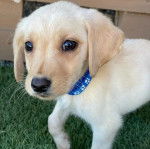 Un Goldador regardant vers la caméra et portant un collier autour du cou