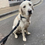 Un Goldador assis sur une surface bitumée et qui est tenu en laisse