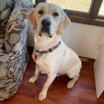 Un Goldador assis sur un plancher et portant un collier autour du cou