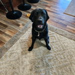 Un Goldador assis sur un tapis et portant un collier autour du cou