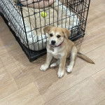 Un chiot Goldador assis sur un plancher et portant un collier autour du cou