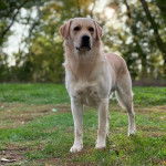 Un Goldador sur un terrain herbeux et semblant détendu