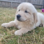 Un chiot Goldador allongé sur un terrain herbeux et semblant détendu