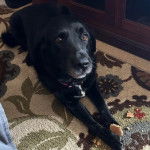 Un Goldador allongé sur un tapis et ayant un biscuit entre les pattes 