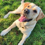 Un Goldador ayant la langue pendante et portant un collier autour du cou