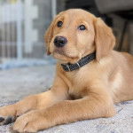 Un Goldador allongé et portant un collier autour du cou