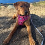 Un Goldador alloné sur une surface sableuse et qui est tenu en laisse 