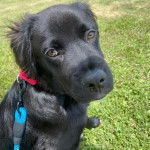 Un Goldador assis sur un terrain herbeux et qui est tenu en laisse