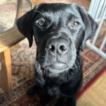 Un Goldador assis sur un tapis et regardant vers la caméra 