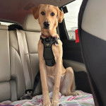 Un Goldador assis dans une voiture et portant un harnais 