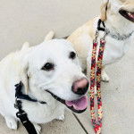 Un Goldador assis sur une surface bétonnée et qui est tenu en laisse 