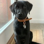 Un Goldador assis sur un plancher et portant un collier autour du cou