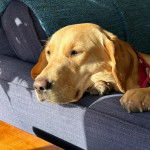 Un Goldador allongé sur un canapé et portant un collier autour du cou