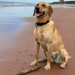 Un Goldador assis sur une surface sableuse et portant un collier autour du cou
