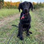 Un Goldador assis sur un terrain herbeux et qui est tenu en laisse 