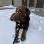 Un Goldador allongé sur une surface enneigée et qui est tenu en laisse