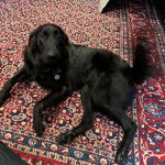 Un Goldador allongé sur un tapis et portant un collier autour du cou