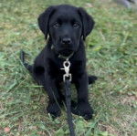 Un Goldador assis sur un terrain herbeux et qui est tenu en laisse