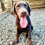 Un Goldador assis sur des gravillons et ayant la langue pendante 