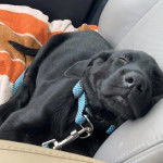 Un Goldador allongé sur le siège d'une voiture et qui est tenu en laisse