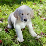 Un chiot Goldador assis sur un terrain herbeux 