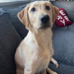 Un Goldador assis sur un canapé et semblant détendu