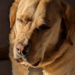 Un Goldador portant un collier autour du cou 