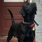 Un Goldador devant une porte et portant un collier autour du cou