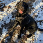 Un Goldador assis sur une surface enneigée et portant un harnais 