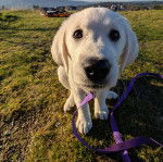 Un Goldador assis sur un terrain herbeux et qui est tenu en laisse