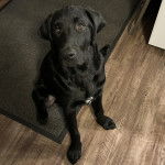 Un Goldador assis sur un tapis et semblant détendu 