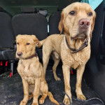 Deux Goldador dans le coffre d'une voiture et portant tous deux un collier autour du cou