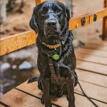 Un Goldador assis sur un plancher et qui est tenu en laisse