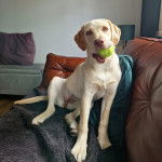 Un Goldador assis sur un canapé et ayant une balle de tennis dans sa gueule 