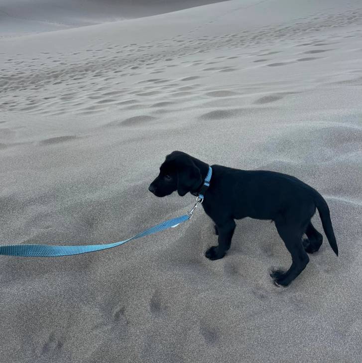 Un Goldador sur une surface sableuse et qui est tenu en laisse 