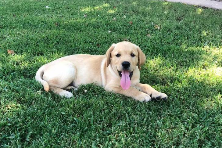 Un Goldador allongé sur un terrain herbeux et qui est tenu en laisse 