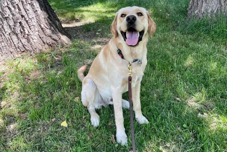 Un Goldador tirant la langue et qui est tenu en laisse 