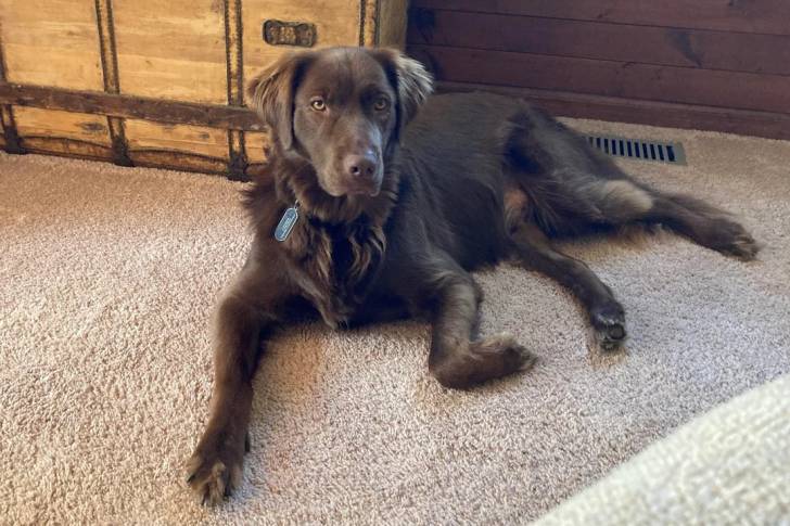 Un Goldador allongé sur une moquette et portant un collier autour du cou
