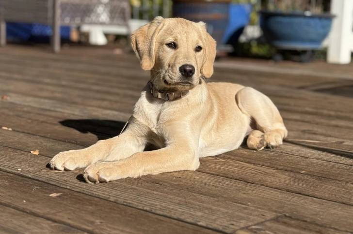 Un Goldador allongé sur un plancher et portant un collier autour du cou