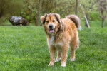 Un Golden Shepherd dans un parc
