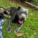 Photo American Bull Staffy